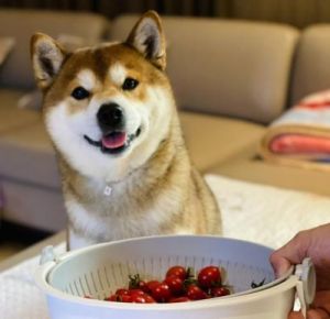 狗可以吃西红柿吗 狗吃西红柿好不好