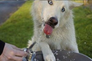 狗狗可以喝过滤水吗 给狗狗喝牛奶要不要过滤