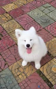 萨摩耶犬多少钱一只 可爱小狗