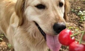 狗狗能吃樱桃吗 狗狗禁忌水果一览表