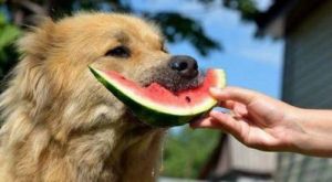 狗能吃的水果 狗多大可以吃生肉