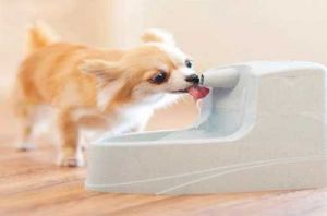 出生15天的狗狗能喝水吗 狗狗不喝水原因有三