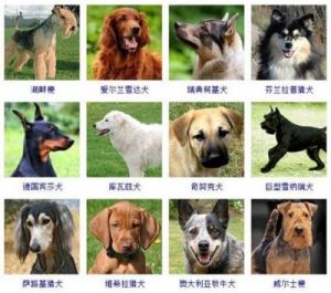狗品种大全100种 十大最漂亮小型犬