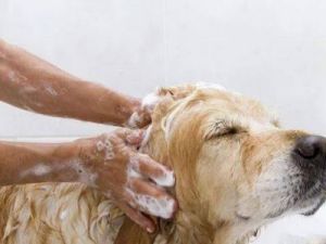 狗狗一般多久洗一次澡合适 三个月大的狗狗多久洗一次澡