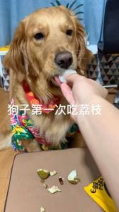 狗狗能不能吃荔枝 狗狗十大禁忌食物