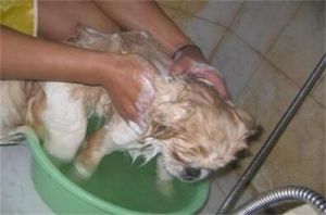 狗打完疫苗多久可以洗澡 幼犬太臭又不能洗澡怎么办