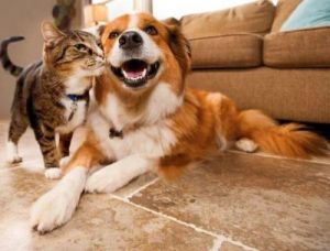 狗狗猫猫照片 狗狗和猫猫吃什么草治胃病