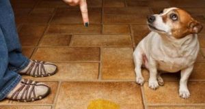 成年狗怎么训练在家大小便 狗狗在家硬憋尿不肯拉怎么办