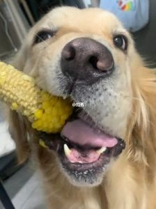 狗能吃玉米吗熟的 狗为什么不能吃玉米