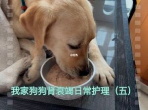 5个月狗狗得了细小肾衰竭 狗狗得了肾衰竭呃哆嗦吗