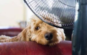 狗怕热怎么办 狗怕热吗