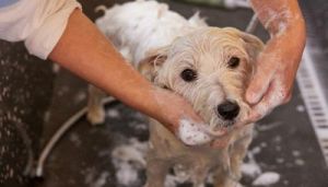 狗狗多长时间洗一次澡 狗身上螨虫初期图片