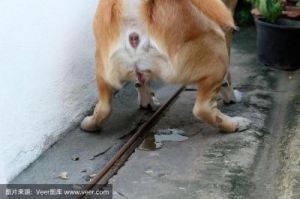 狗狗为什么尿频繁小便 狗狗总是舔小便处