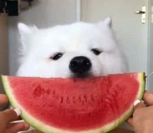 狗吃西瓜的图片 狗可不可以吃西瓜