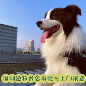 中国十大禁养犬边牧 边牧犬为什么被禁养了