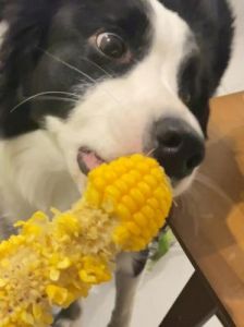 狗狗可以吃玉米吗 怎么把玉米给狗狗吃
