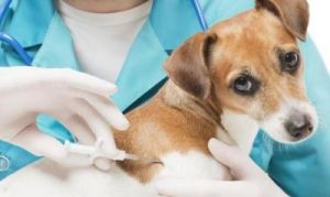 狗狗疫苗每年都要打吗 狗狗疫苗多久打一次