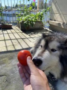 狗吃番茄怎么办 狗能吃番茄吗