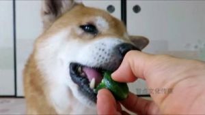 狗可以吃黄瓜吗 狗最怕三种水果