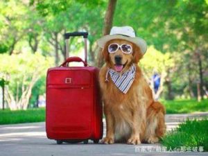 带狗狗去旅游买什么好玩的 牵着狗狗去旅游的游戏