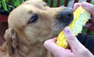 狗能吃玉米吗熟的 狗可不可以吃玉米