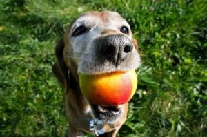 狗狗能不能吃桃子 狗能不能吃桃子
