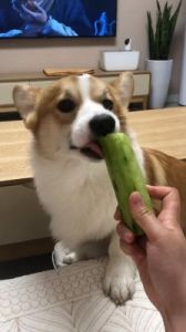 狗狗可以吃黄瓜吗 对狗狗最好的三种水果