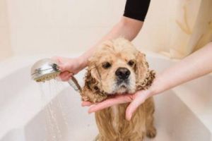 小狗多大可以洗澡 十大新手最好养的狗