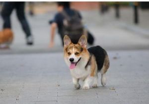 养狗为什么最好不要选择柯基犬 正宗柴犬多少钱一只