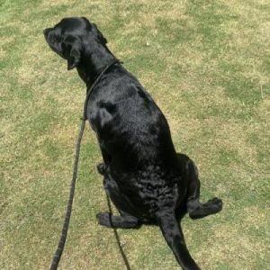 拉布拉多犬训练大小便 拉布拉多犬训练口令