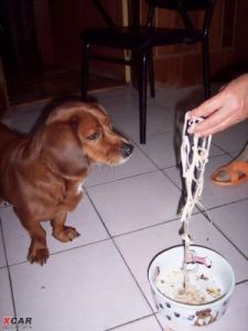 狗吃多了的表现 狗吃到坏食物的表现