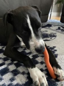 狗狗可不可以吃胡萝卜 胡萝卜要怎么给狗狗吃才好