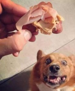 狗吃了什么东西会死掉 狗不能吃什么东西清单