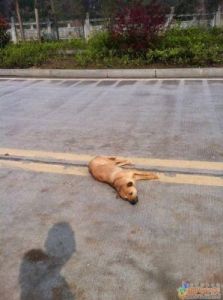 死掉的狗怎么处理 公路上压死狗怎么处理