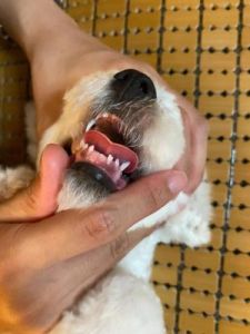 狗狗换牙顺序图解 狗狗的口服液怎么用图解