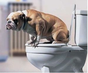 狗狗上厕所前的征兆 狗狗上厕所前的反应是啥
