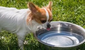 狗狗吃坏肚子水可以喝吗 狗狗喝了洗衣粉水怎么办