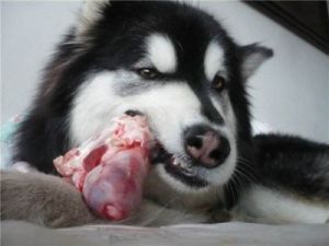 狗狗不吃饭就吃狗肉可以吗 狗狗不吃饭就吃狗肉怎么办
