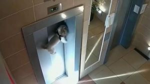 狗狗电梯出门看到陌生人就叫 主人出门狗狗叫怎么办