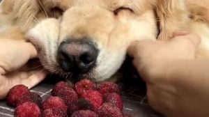 狗狗吃杨梅有什么坏处 狗可以吃杨梅吗