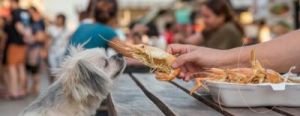 狗可以吃虾 狗可以吃虾吗