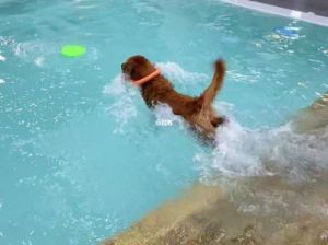 狗狗游泳压主人头怎么办 狗狗游泳图片