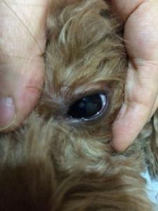 狗狗角膜上有两个小白点 角膜炎眼睛上有小白点