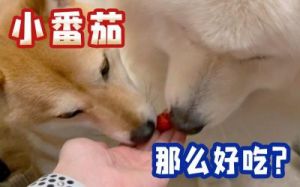 狗吃西红柿好不好 狗可以吃西红柿吗