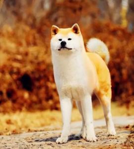 日本犬有哪些品种 日本名犬排名图片大全