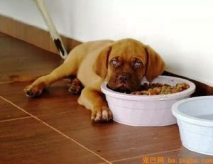 狗狗不想吃东西是怎么回事 狗狗吃东西噎到了怎么办