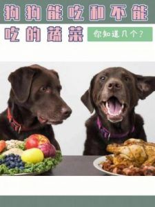 狗最怕三种蔬菜 狗可以吃西瓜吗