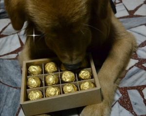 狗吃巧克力 10斤狗吃了30g巧克力