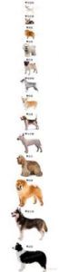 狗和犬的区别 常见狗狗品种30种