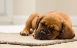 狗狗什么时间是熟睡的时候 狗狗例假一般多长时间